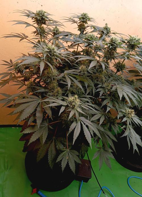 Permanent Bluez -Biotabs - Autopot. Week 12