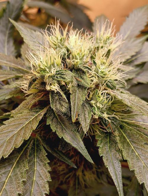 Permanent Bluez -Biotabs - Autopot. Week 12
