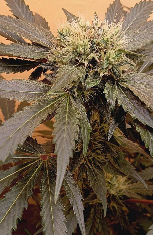 Permanent Bluez -Biotabs - Autopot. Week 12