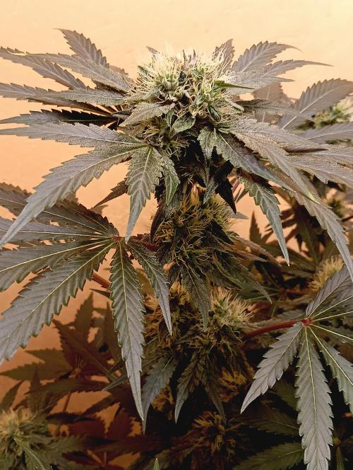 Permanent Bluez -Biotabs - Autopot. Week 12