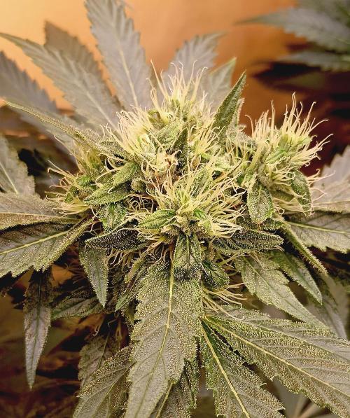 Permanent Bluez -Biotabs - Autopot. Week 12