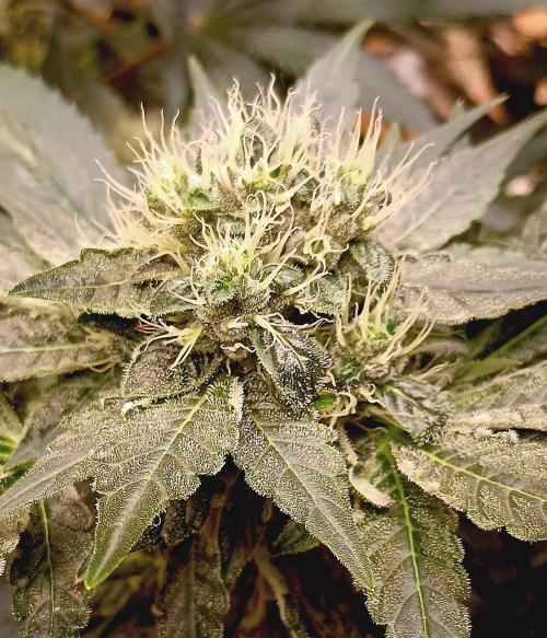 Permanent Bluez -Biotabs - Autopot. Week 12