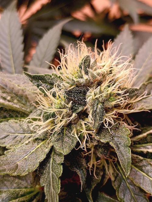 Permanent Bluez -Biotabs - Autopot. Week 12