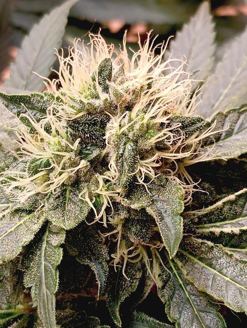 Permanent Bluez -Biotabs - Autopot. Week 12