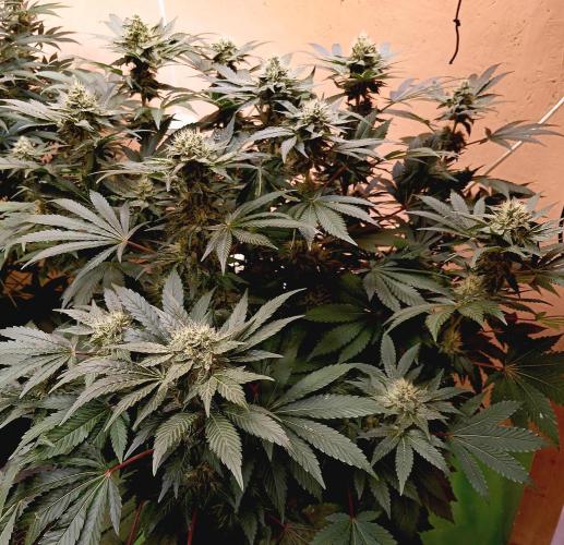 Permanent Bluez -Biotabs - Autopot. Week 12