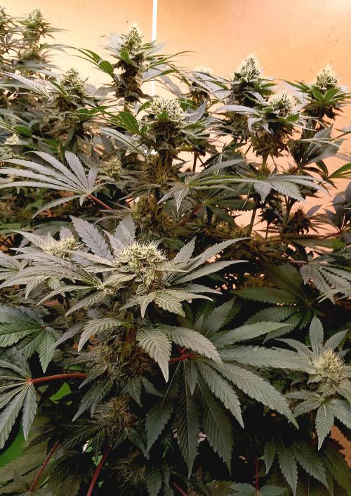 Permanent Bluez -Biotabs - Autopot. Week 12