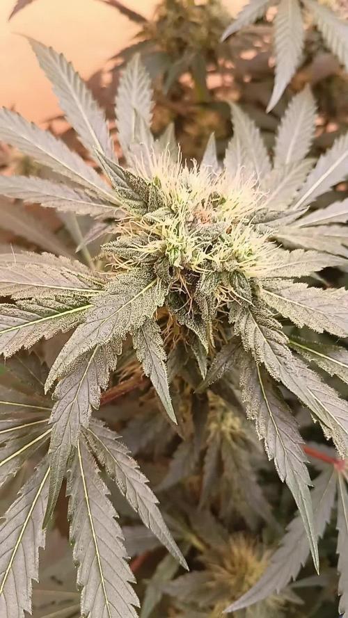 Permanent Bluez -Biotabs - Autopot