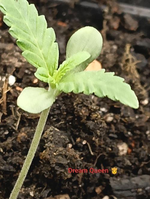 Autopot+Biotabs vs. Photoperiods #2026/3. Week 1