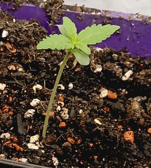 Autopot+Biotabs vs. Photoperiods #2026/3. Week 1