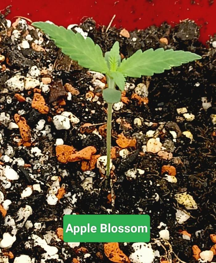 Autopot+Biotabs vs. Photoperiods #2026/2. Week 1