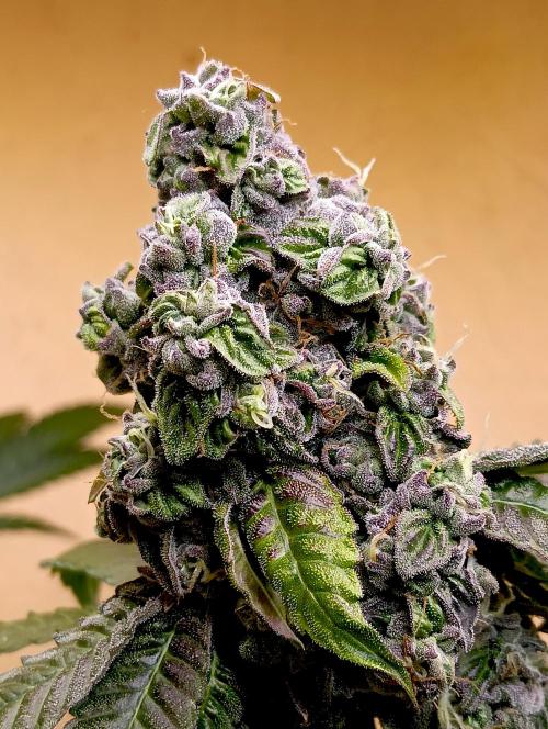 Interview With Biotabs. Week 0 - or indoor