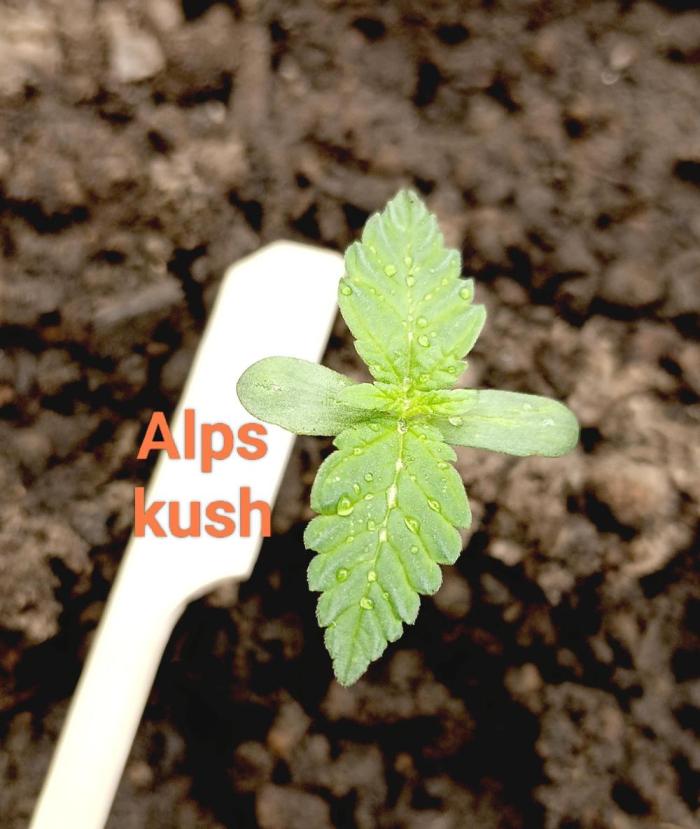 Outdoor 26// Alpskush- Swisscannabinoid. Week 1