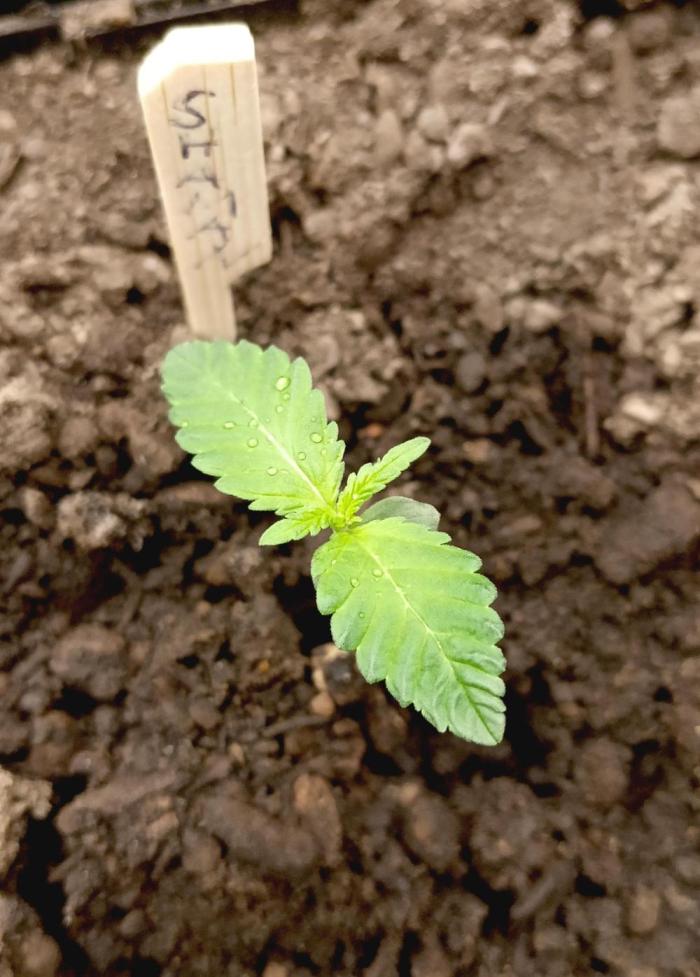 Outdoor 26 // SHAMAN. Week 1