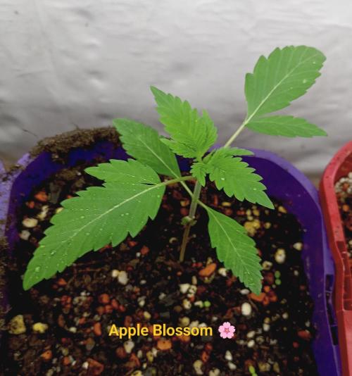 Autopot+Biotabs vs. Photoperiods #2026/2. Week 2