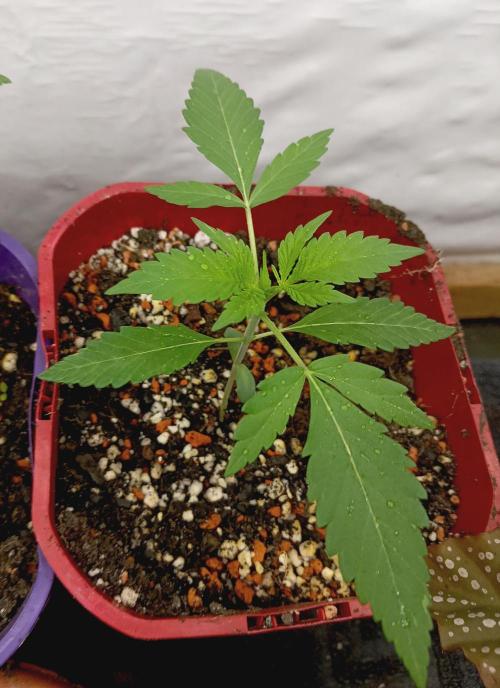 Autopot+Biotabs vs. Photoperiods #2026/2. Week 2