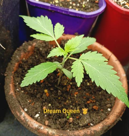 Autopot+Biotabs vs. Photoperiods #2026/3. Week 2