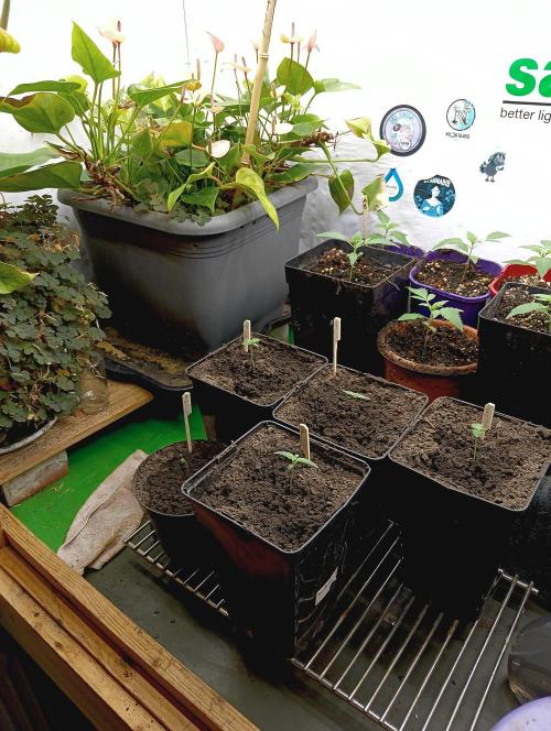 Autopot+Biotabs vs. Photoperiods #2026/3. Week 2