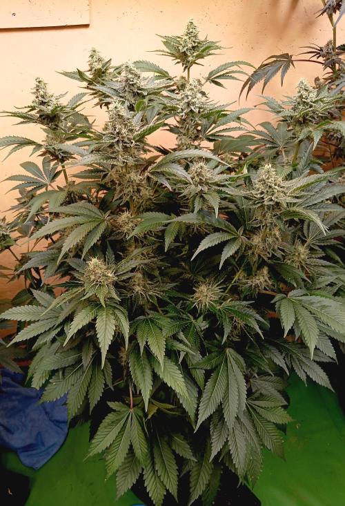 Permanent Bluez -Biotabs - Autopot. Week 13
