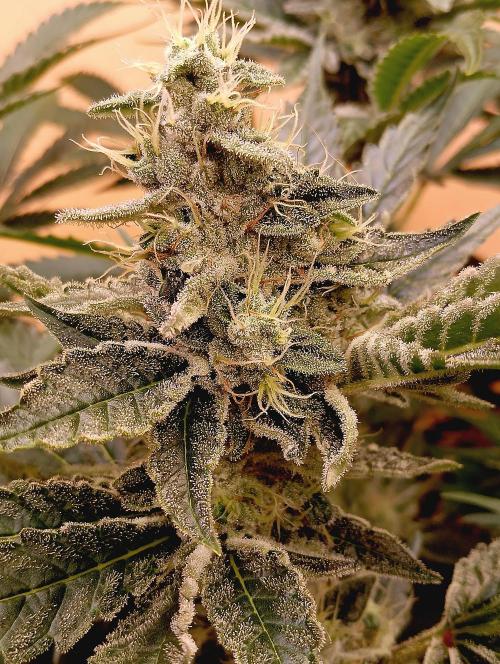 Permanent Bluez -Biotabs - Autopot. Week 13