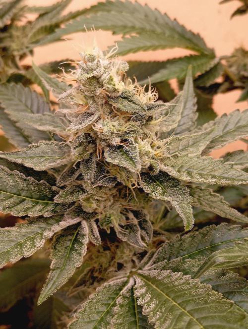 Permanent Bluez -Biotabs - Autopot. Week 13