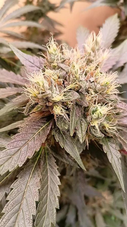 Permanent Bluez -Biotabs - Autopot