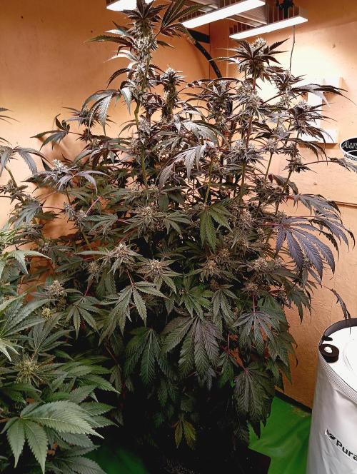 Autopot+Biotabs vs. Photoperiods #2026/1. Week 14