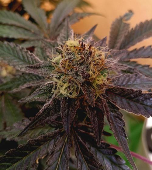 Autopot+Biotabs vs. Photoperiods #2026/1. Week 14
