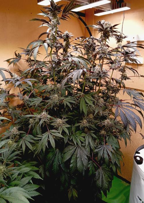 Autopot+Biotabs vs. Photoperiods #2026/1. Week 14