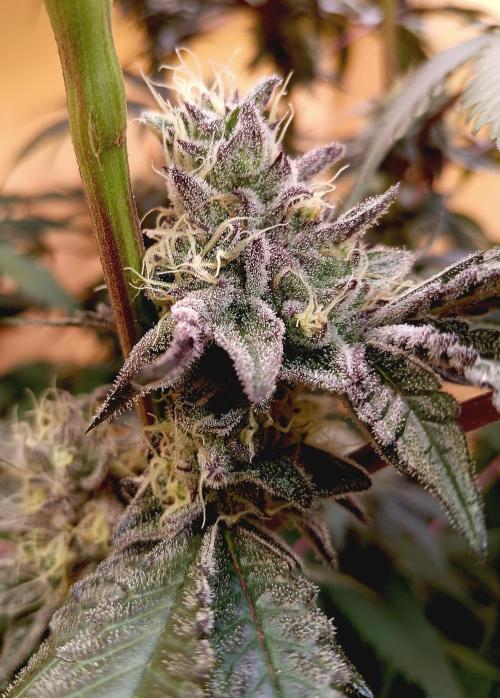Autopot+Biotabs vs. Photoperiods #2026/1. Week 14