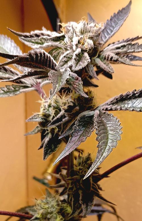 Autopot+Biotabs vs. Photoperiods #2026/1. Week 14