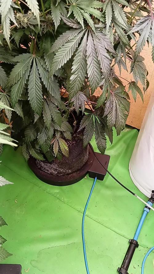 Autopot+Biotabs vs. Photoperiods #2026/1