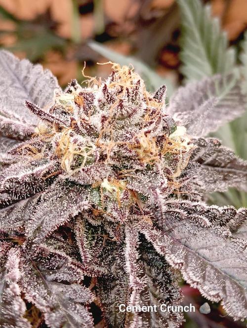 Permanent Bluez -Biotabs - Autopot. Week 14