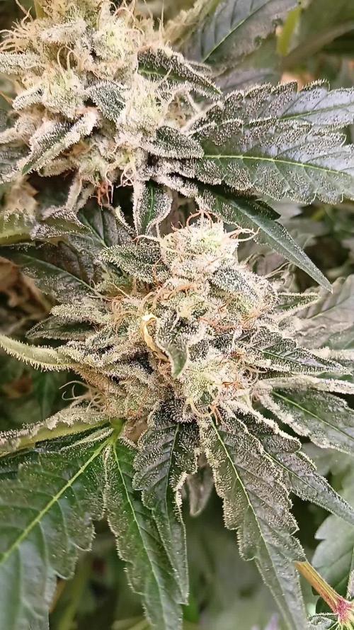 Permanent Bluez -Biotabs - Autopot