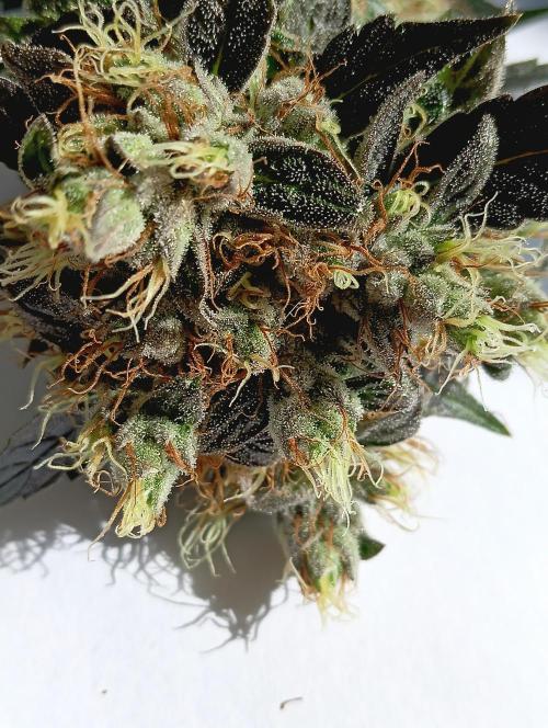 Permanent Bluez -Biotabs - Autopot. Week 15