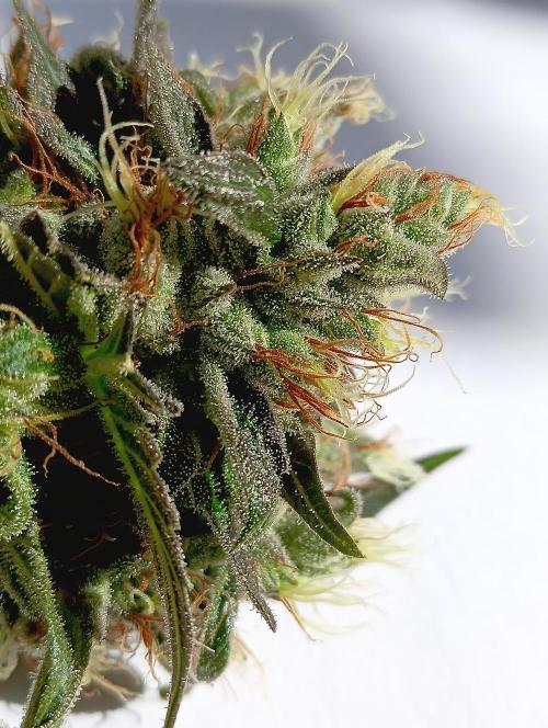 Permanent Bluez -Biotabs - Autopot. Week 15