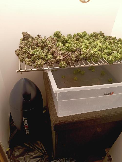 Permanent Bluez -Biotabs - Autopot. Week 15