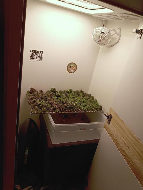 Permanent Bluez -Biotabs - Autopot. Week 15