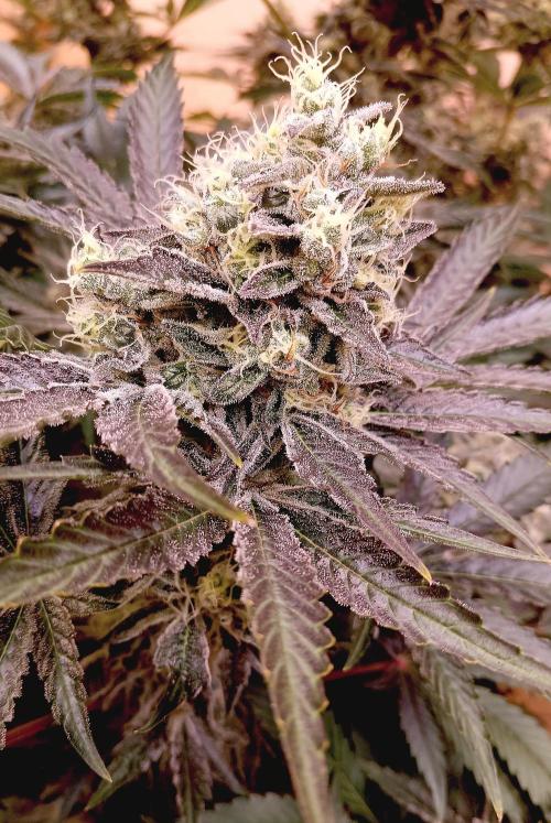 Permanent Bluez -Biotabs - Autopot. Week 15