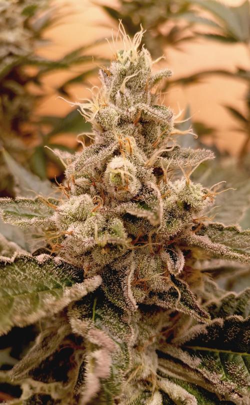 Permanent Bluez -Biotabs - Autopot. Week 15