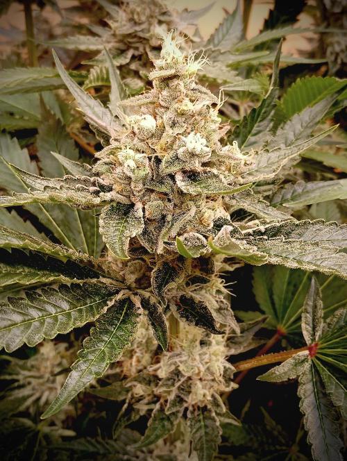 Permanent Bluez -Biotabs - Autopot. Week 15