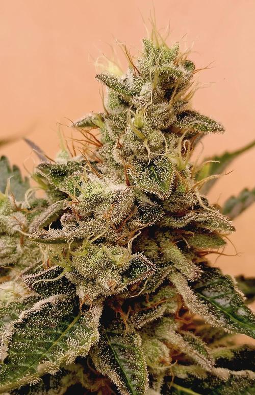 Permanent Bluez -Biotabs - Autopot. Week 15