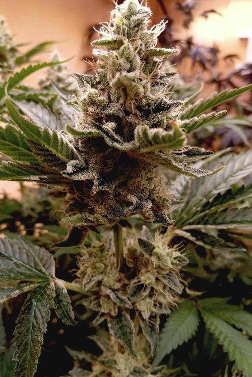 Permanent Bluez -Biotabs - Autopot. Week 15