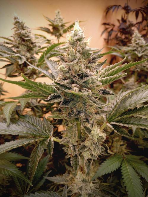 Permanent Bluez -Biotabs - Autopot. Week 15