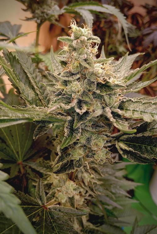 Permanent Bluez -Biotabs - Autopot. Week 15