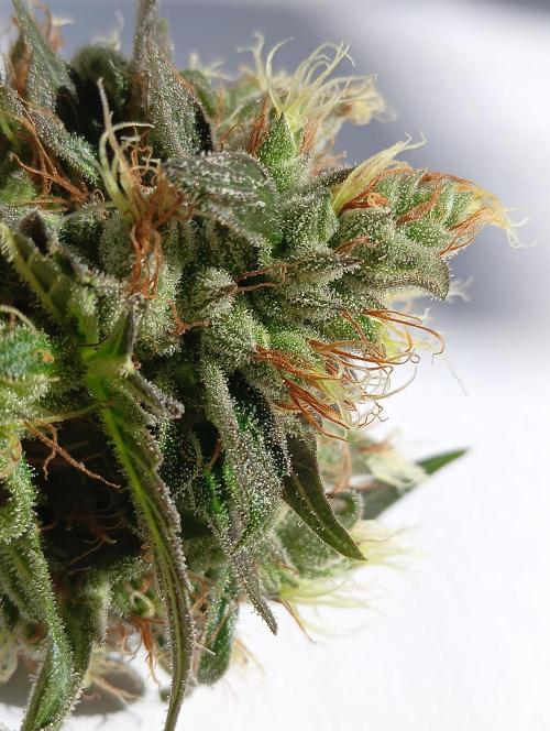 Permanent Bluez -Biotabs - Autopot. Week 15