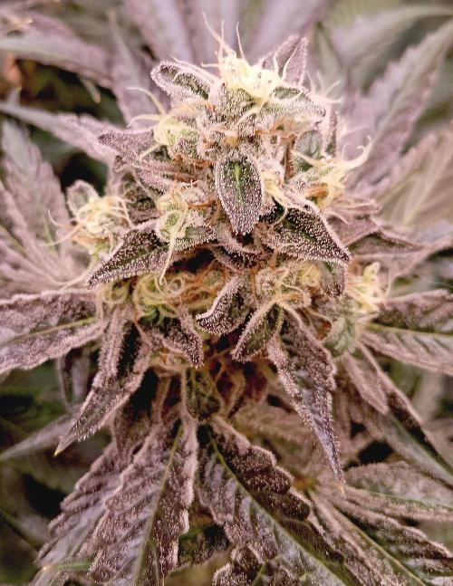 Permanent Bluez -Biotabs - Autopot. Week 14