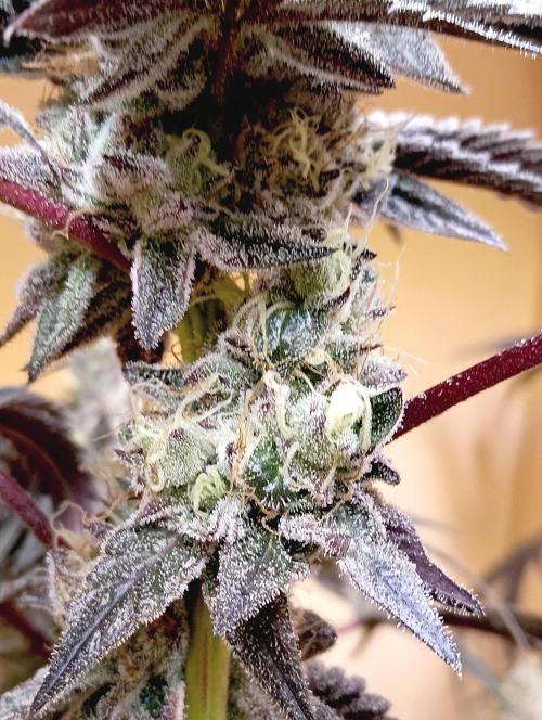Autopot+Biotabs vs. Photoperiods #2026/1. Week 15