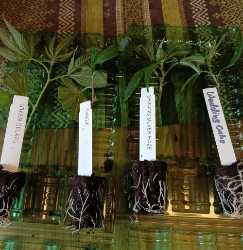 RQS Clones- VS. Autopot+Biotabs. Week 2