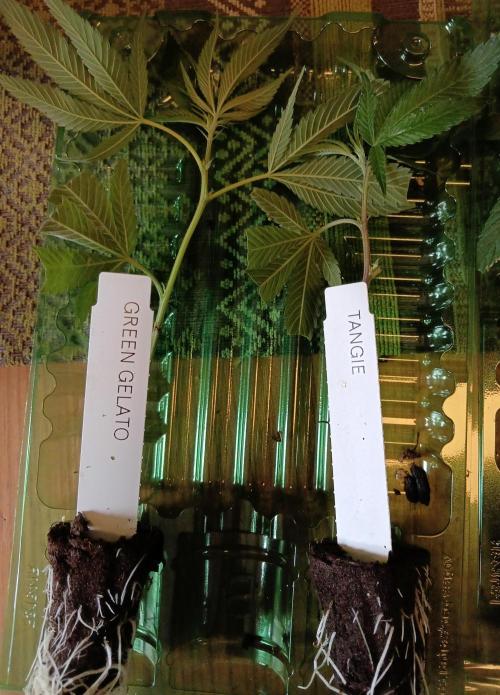 RQS Clones- VS. Autopot+Biotabs. Week 2