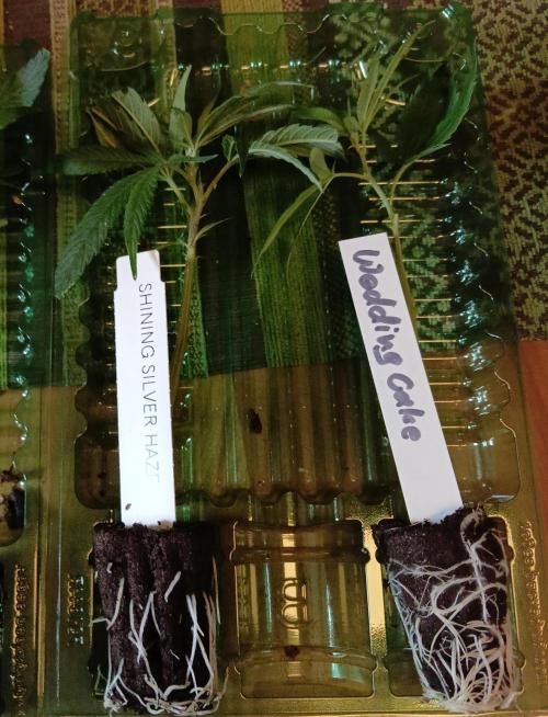 RQS Clones- VS. Autopot+Biotabs. Week 2